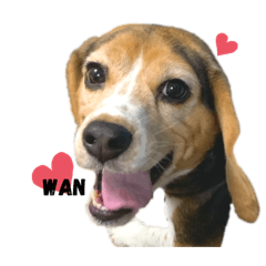[LINEスタンプ] ♡はァたん♡