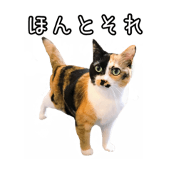 [LINEスタンプ] 三毛猫うめにゃん2