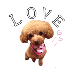 [LINEスタンプ] ティーカッププードルのアロ❤︎❤︎❤︎