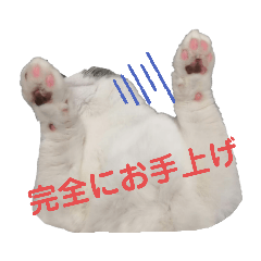 [LINEスタンプ] ハチワレ猫「ドラちゃん」の日常