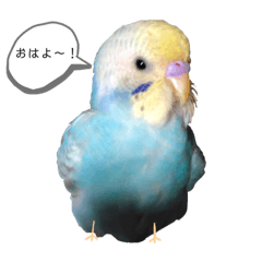 [LINEスタンプ] ぴぴちゃん〜日常〜