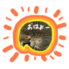 [LINEスタンプ] キジトラのアキ