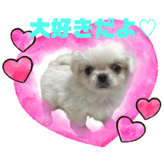 [LINEスタンプ] ぷぅた(459)