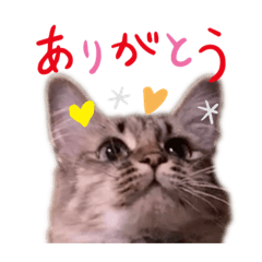 [LINEスタンプ] 茶々No.1