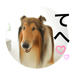 [LINEスタンプ] 可愛いラフコリー❤️Vol. 2