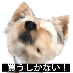 [LINEスタンプ] 字幕犬 ヨークシャーテリア