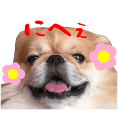 [LINEスタンプ] 元気犬！ぽんた！