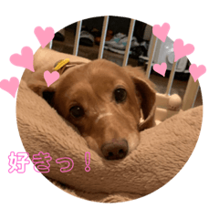 [LINEスタンプ] 愛犬くうたんスタンプ
