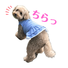 [LINEスタンプ] チェリースタンプ@小林家