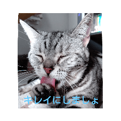[LINEスタンプ] プリンちゃんとマロンちゃんNew