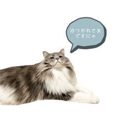 [LINEスタンプ] カルダモンだもん！