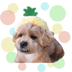 [LINEスタンプ] かわいいシープー犬リオくん