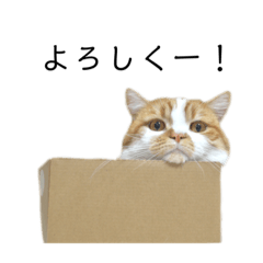 [LINEスタンプ] ふわふわ猫「みろ」vol.2