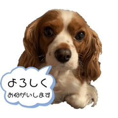 [LINEスタンプ] キャバリアさくらちゃんスタンプ