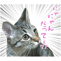 [LINEスタンプ] マイペース猫！やよい！