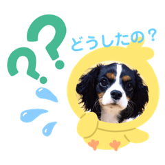 [LINEスタンプ] 【シュシュ看板犬スタンプ】ふうが