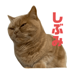 [LINEスタンプ] しふぉんさん③
