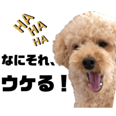 [LINEスタンプ] ころもの日常⑤