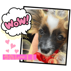 [LINEスタンプ] 【シュシュ看板犬スタンプ】あんじゅ