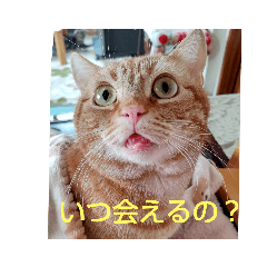 [LINEスタンプ] プリンちゃんとマロンちゃんの会話