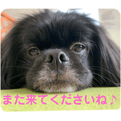 [LINEスタンプ] 【シュシュ看板犬スタンプ】らんまる
