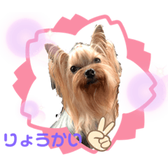 [LINEスタンプ] 可愛い仲良し4姉妹③