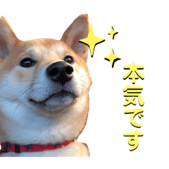 [LINEスタンプ] 柴犬ふくの日常スタンプ♪♪