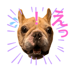 [LINEスタンプ] フレンチブルドッグのたると❷