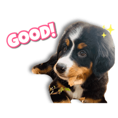 [LINEスタンプ] バーニーズマウンテンドッグ ベル