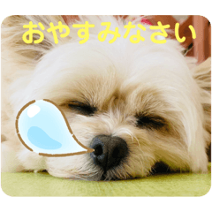 [LINEスタンプ] 【シュシュ看板犬スタンプ】ムサシ