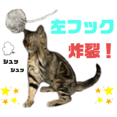 [LINEスタンプ] ひまにゃん7
