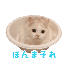 [LINEスタンプ] うどんのうーちゃん