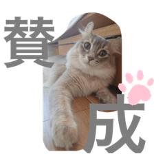 [LINEスタンプ] ねこちゃん犬ちゃん家族
