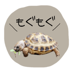 [LINEスタンプ] のこのこすたんぷその1