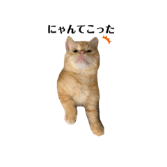 [LINEスタンプ] 茶トラのこたちゃん