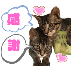 [LINEスタンプ] けーちんのニャンズスタンプ