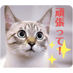 [LINEスタンプ] ローラちゃんとロイくん⑤