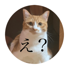 [LINEスタンプ] ネコの「きなこ」