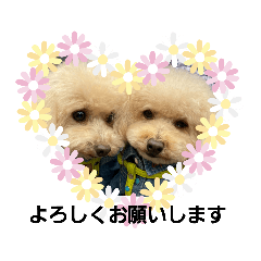[LINEスタンプ] プードルキラミラちゃん