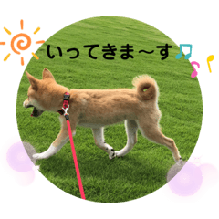 [LINEスタンプ] 柴犬ふくの日常スタンプ第2弾♪♪