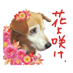 [LINEスタンプ] いろんな時に！犬と猫のスタンプ♪