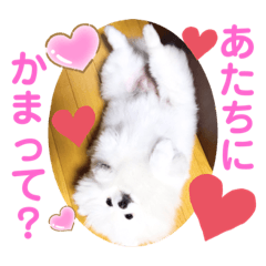 [LINEスタンプ] 【シュシュ看板犬スタンプ】みるく
