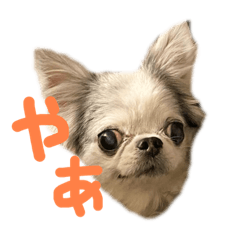 [LINEスタンプ] チワワのるっぴ