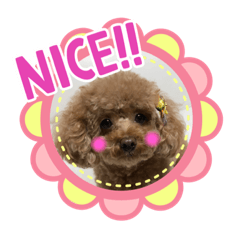 [LINEスタンプ] 可愛いワンちゃんの日常に使えるスタンプ