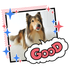 [LINEスタンプ] 可愛いラフコリー❤️Vol.4