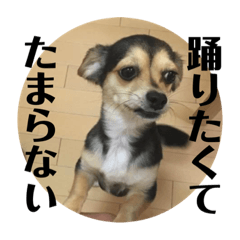 [LINEスタンプ] ちわっくすのラムちゃん