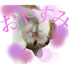 [LINEスタンプ] ピノ・ポンスタンプ