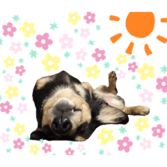 [LINEスタンプ] 今日のCoCoさん