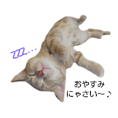 [LINEスタンプ] こむぎ【日常編①】