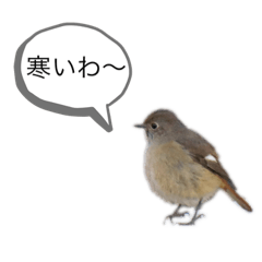 [LINEスタンプ] 野鳥のつぶやき1